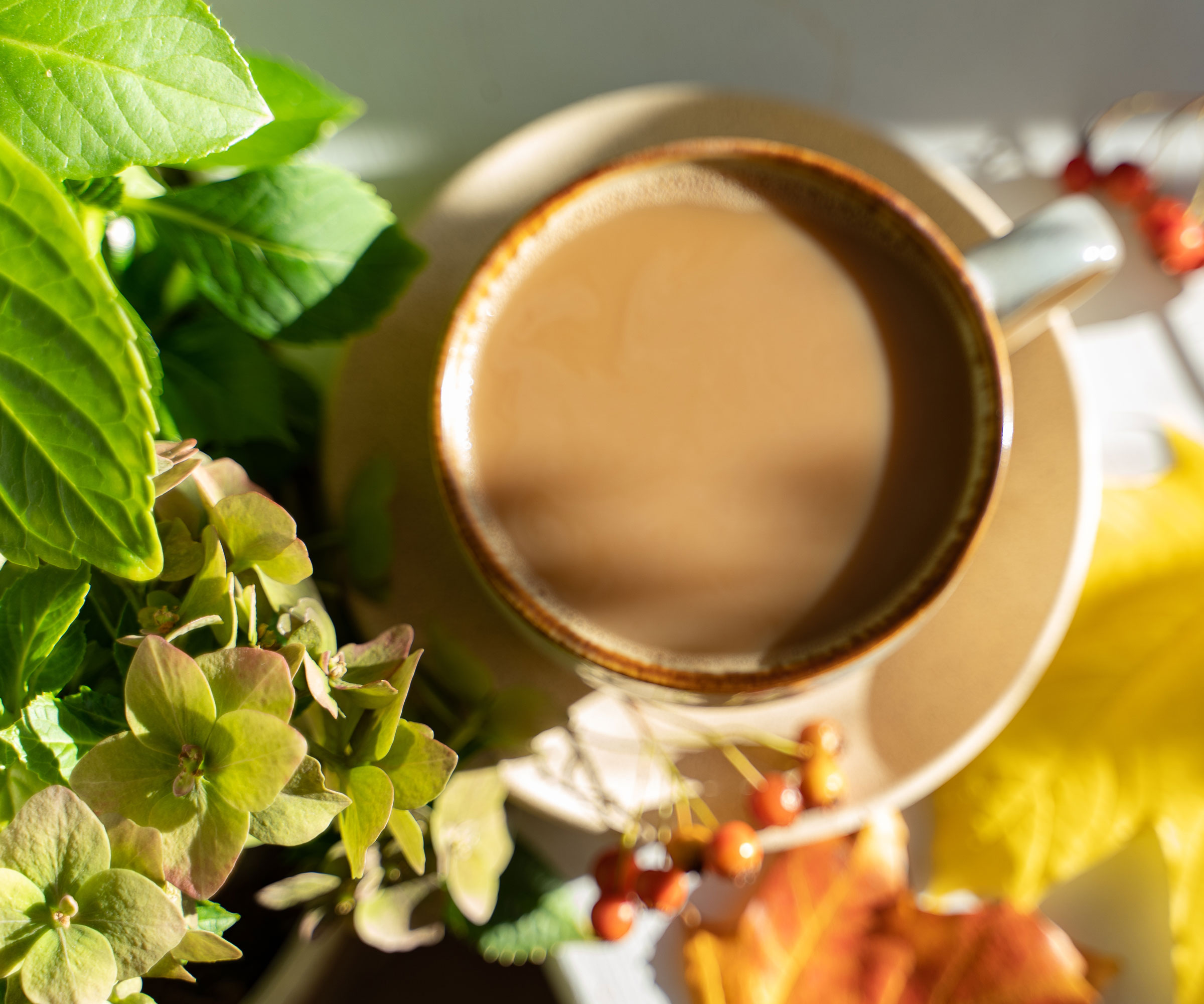hydrangea plant and cup of coffee