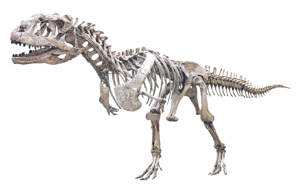 Majungasaurus crenatissimus skeleton