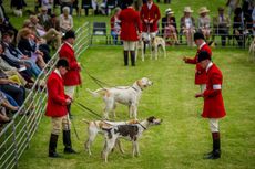 8-Builth-Wells-Hound-Show-15-139-e1436177955386.jpg