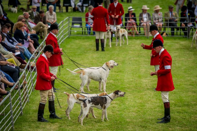 8-Builth-Wells-Hound-Show-15-139-e1436177955386.jpg