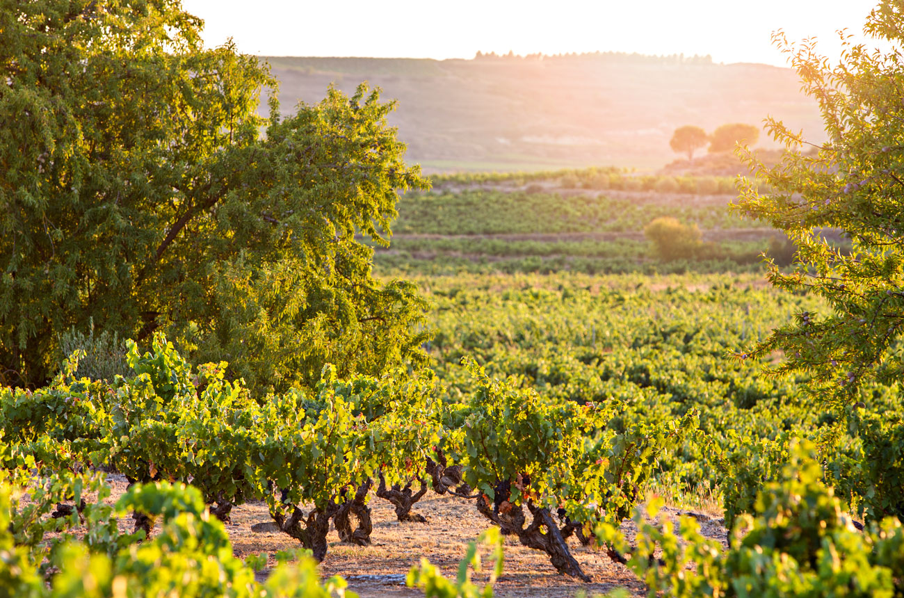 Los-Campos-organic-vineyards_Marques-de-Riscal.jpg