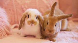 Two rabbits on pink couch