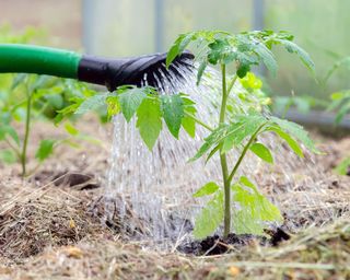 Plastic sprinkling can or funnel watering tomato plant in the greenhouse. Organic home grown tomato plants without vegetables surrounded by mulch bein