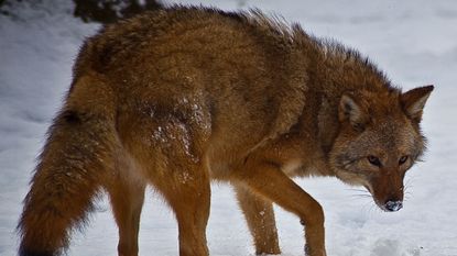 151104-coywolf.jpg