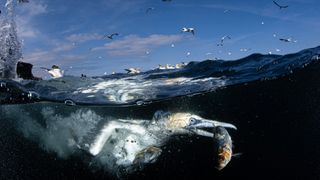 Gannet hunting fish under water. 