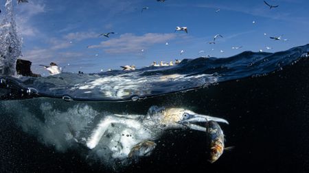 Gannet hunting fish under water. 