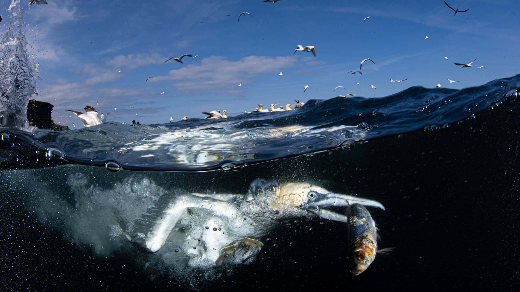 Gannet hunting fish under water. 