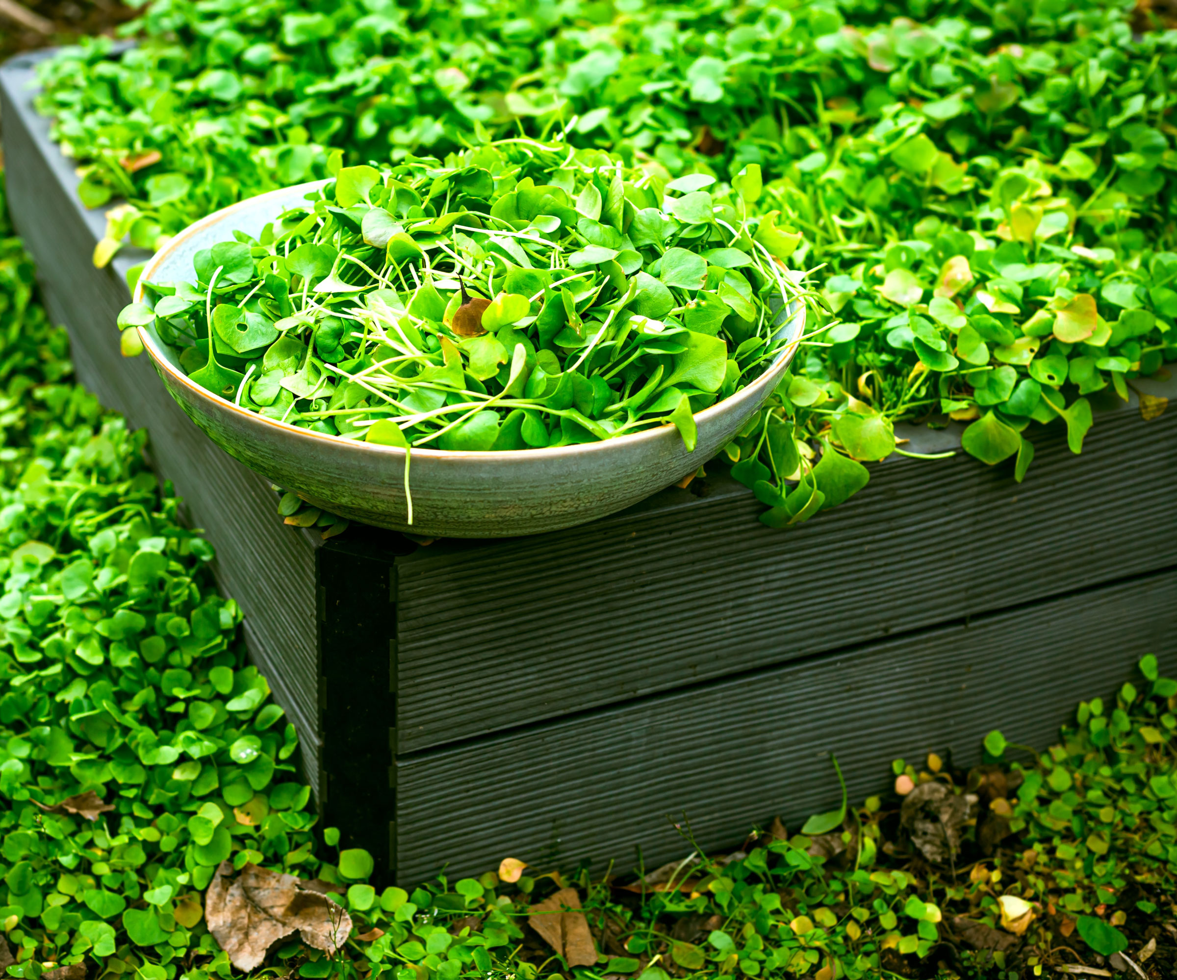 winter purslane being grown and harvested in raised beds