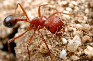 A California harvester ant worker stands guard at the nest entrance.