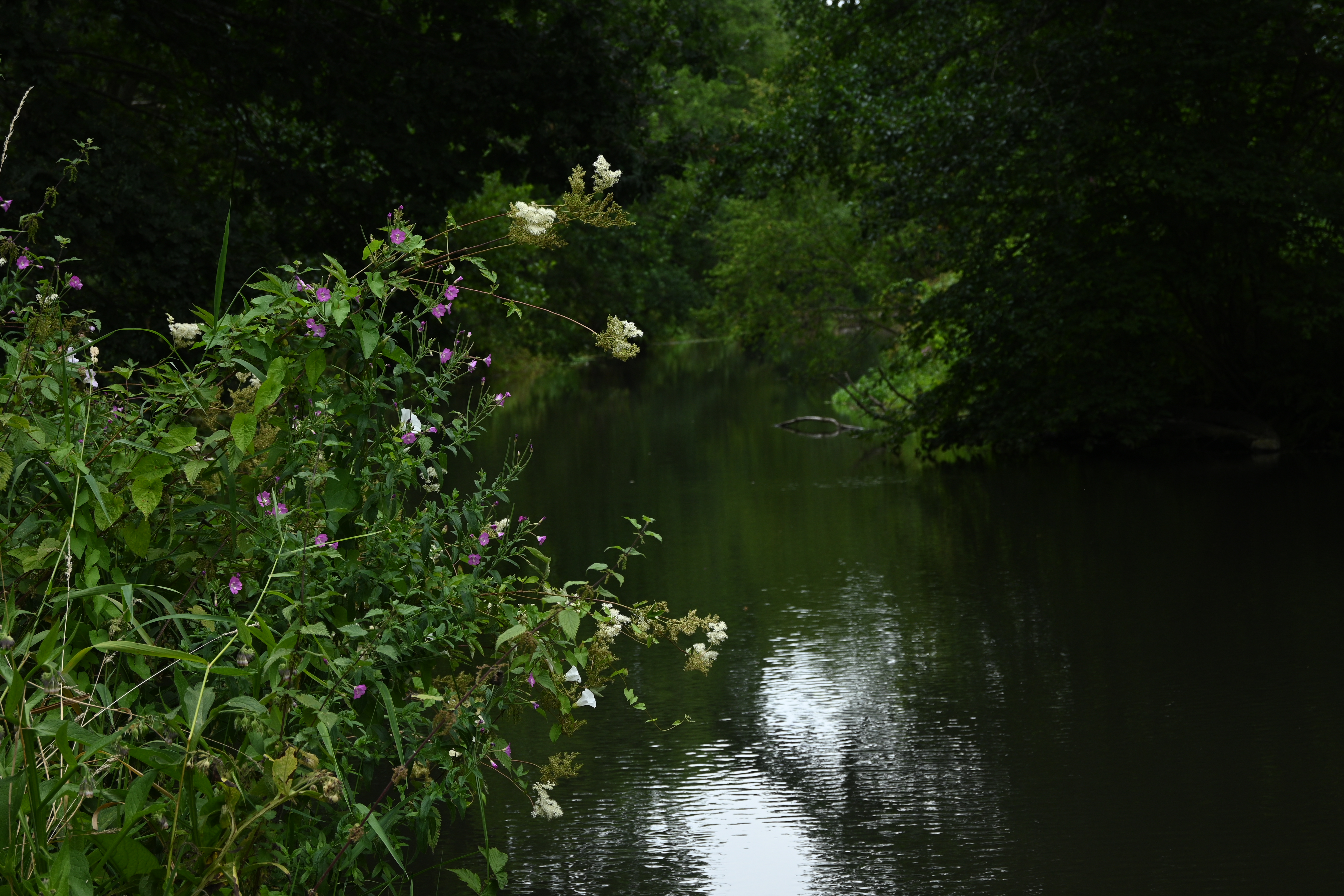 Nikon Z30 picture of a river