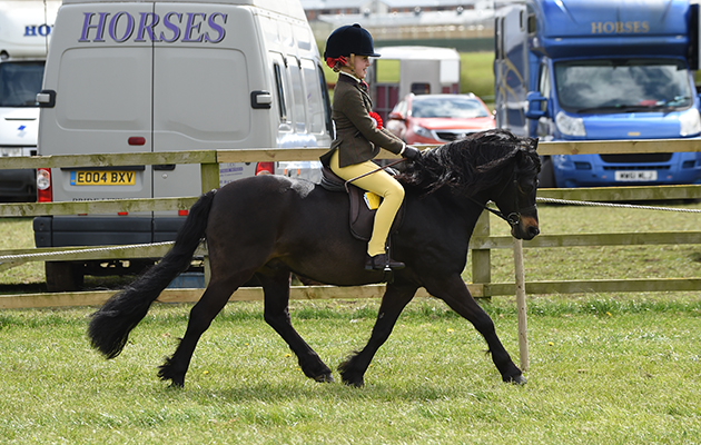 Hisley Carnival and Annabel Drake Horse No 41; Champion M&amp;amp;M LR/FR and 1st in the M&amp;amp;M First Ridden (Class 41) during The Showing Register Spring Show at Onley EC near Rugby in Warwickshire, UK on 2nd May 2016