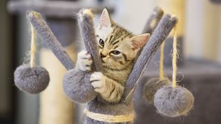 Cat playing with one of the best toys for indoor cats