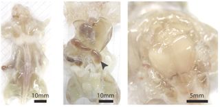 Here, three different views of the transparent mouse after the scientists had cleaned its body for one week with a method involving a water-based gel to hold the body's structure, followed by detergents to wash away the fatty molecules.