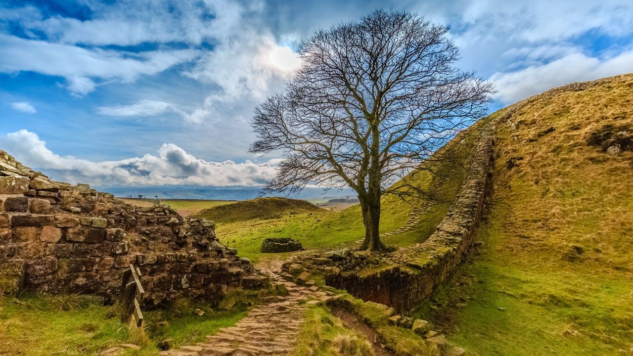 Hadrian&#039;s Wall tree