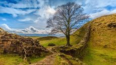 Hadrian's Wall tree