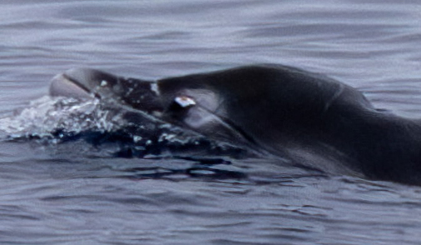 A photo of an adult male ginkgo-toothed beaked whale with a tusk and scars.