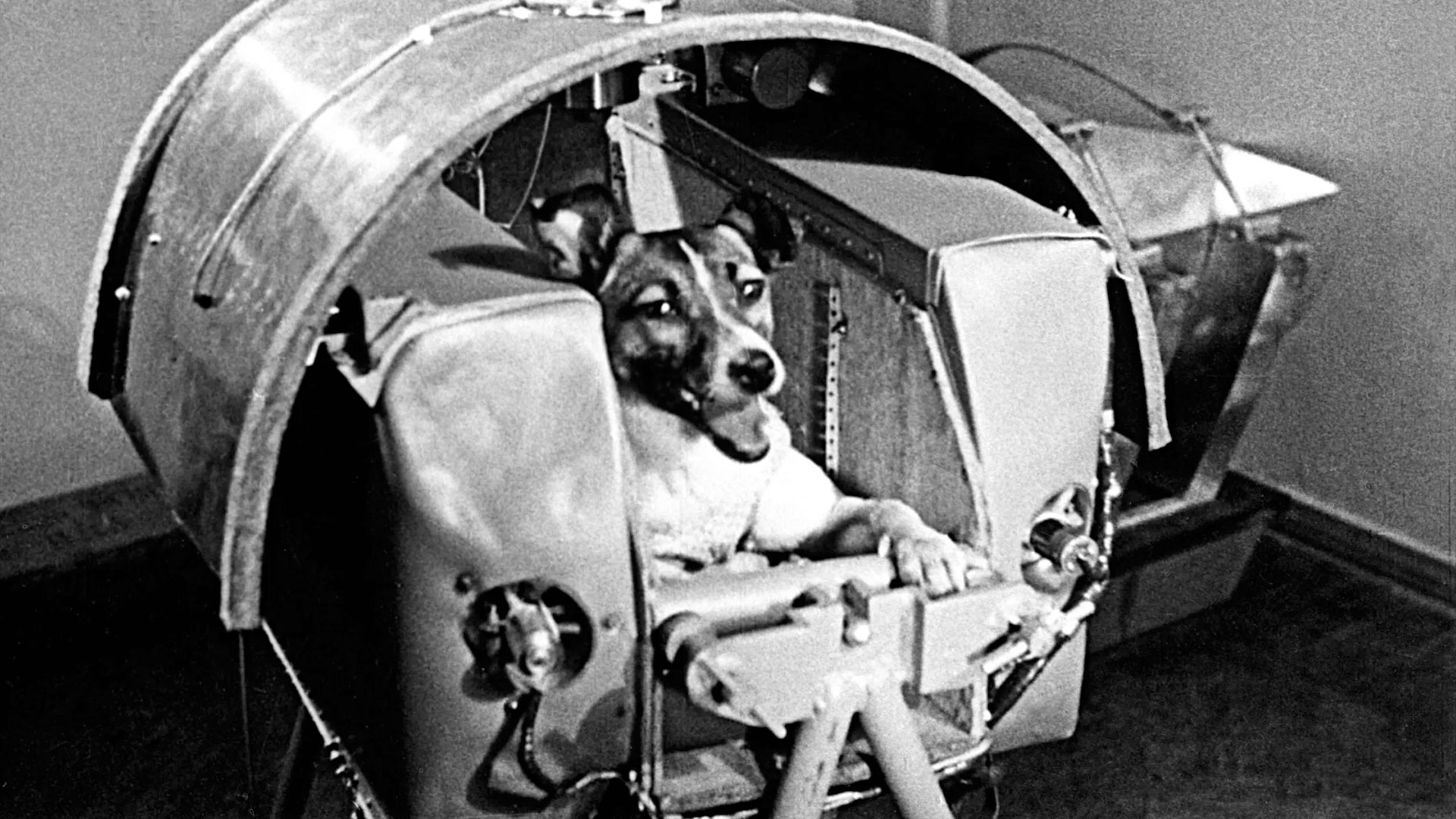 Laika, the first Soviet space dog to enter Earth orbit, is seen in a training capsule prior to her launch.