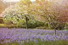 The beautiful spring azure-blue camassia leichtlinii flowers.