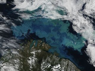 Like tie-dye on the water, blue and green swirls decorate the Barents Sea off the coast of Norway in this Aug. 14 image. The colors are created by a massive phytoplankton bloom. This image, captured by NASA's Aqua satellite, reveals a distinctive milky blue color often associated with plankton called coccolithophores.