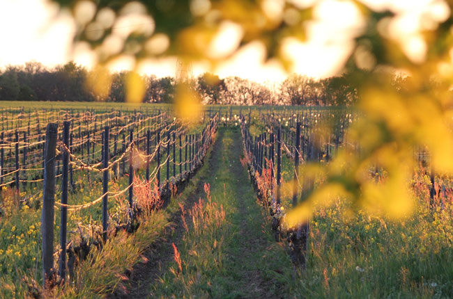 Toulouse wine tour, Domaine Rotier