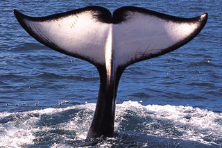 whales, giants of the deep, cultures