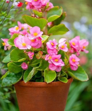 potted pink begonia