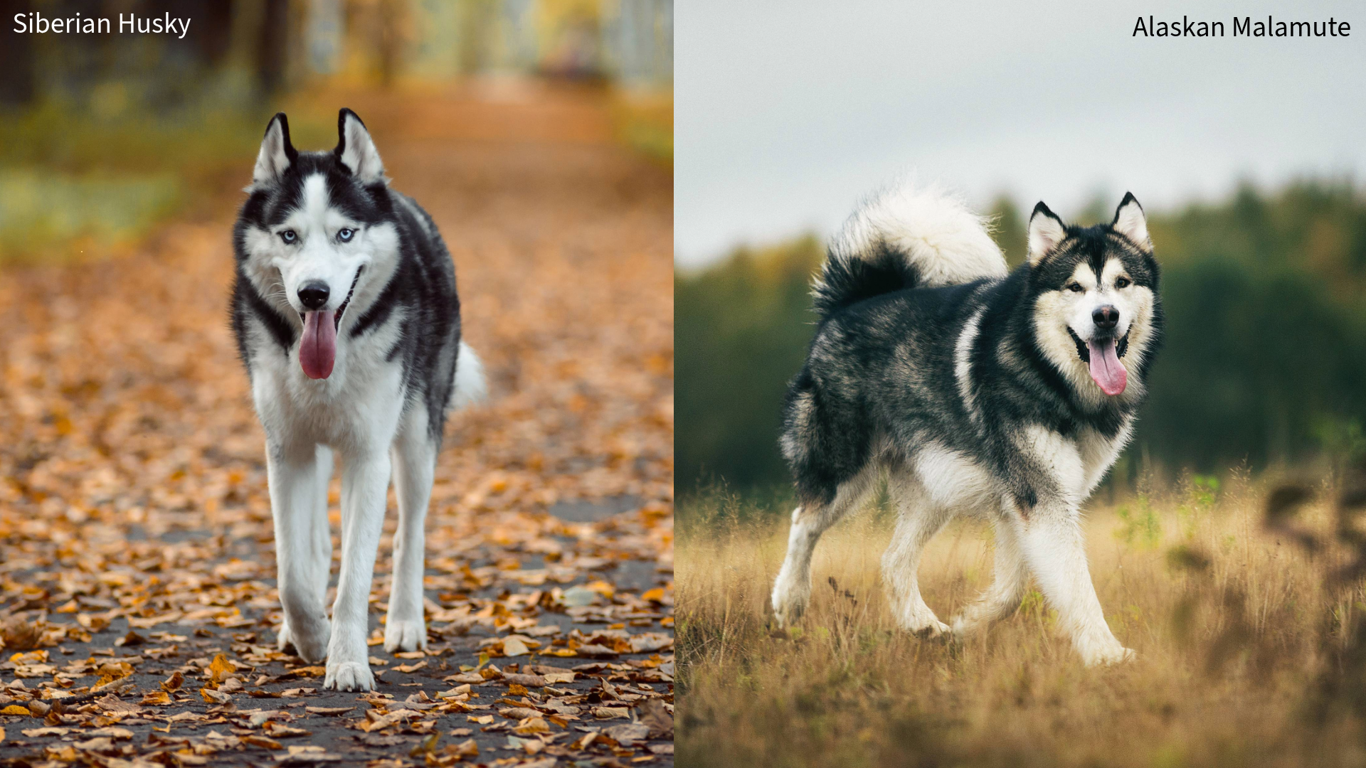 Collage of a Siberian Husky walking on dried leaves on a path and a Alaskan Malamute walking through dried grass