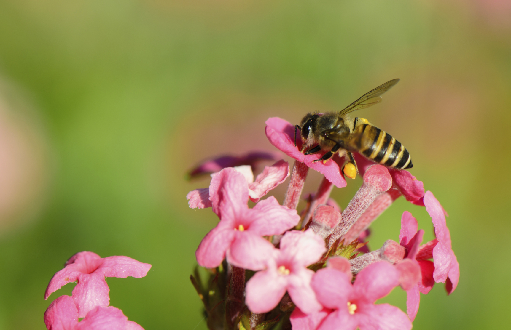 Watch the honeybee's expandable mop tongue lop up nectar in slow motion ...