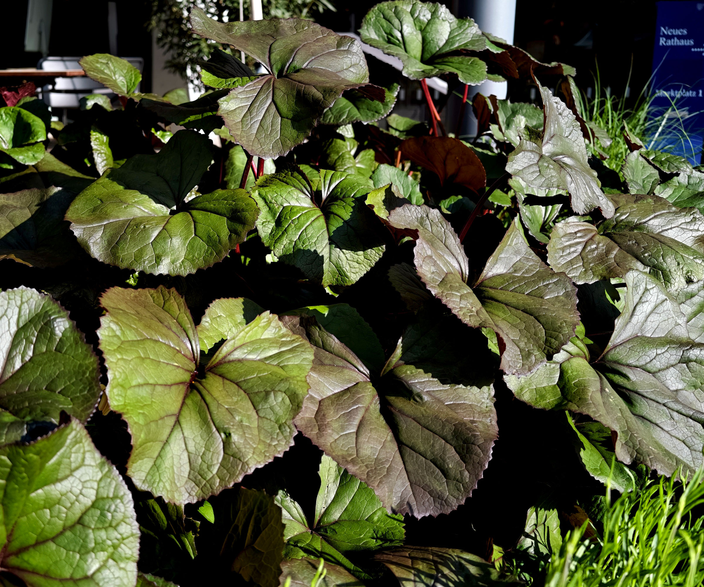 ligularia plants with lush large leaves