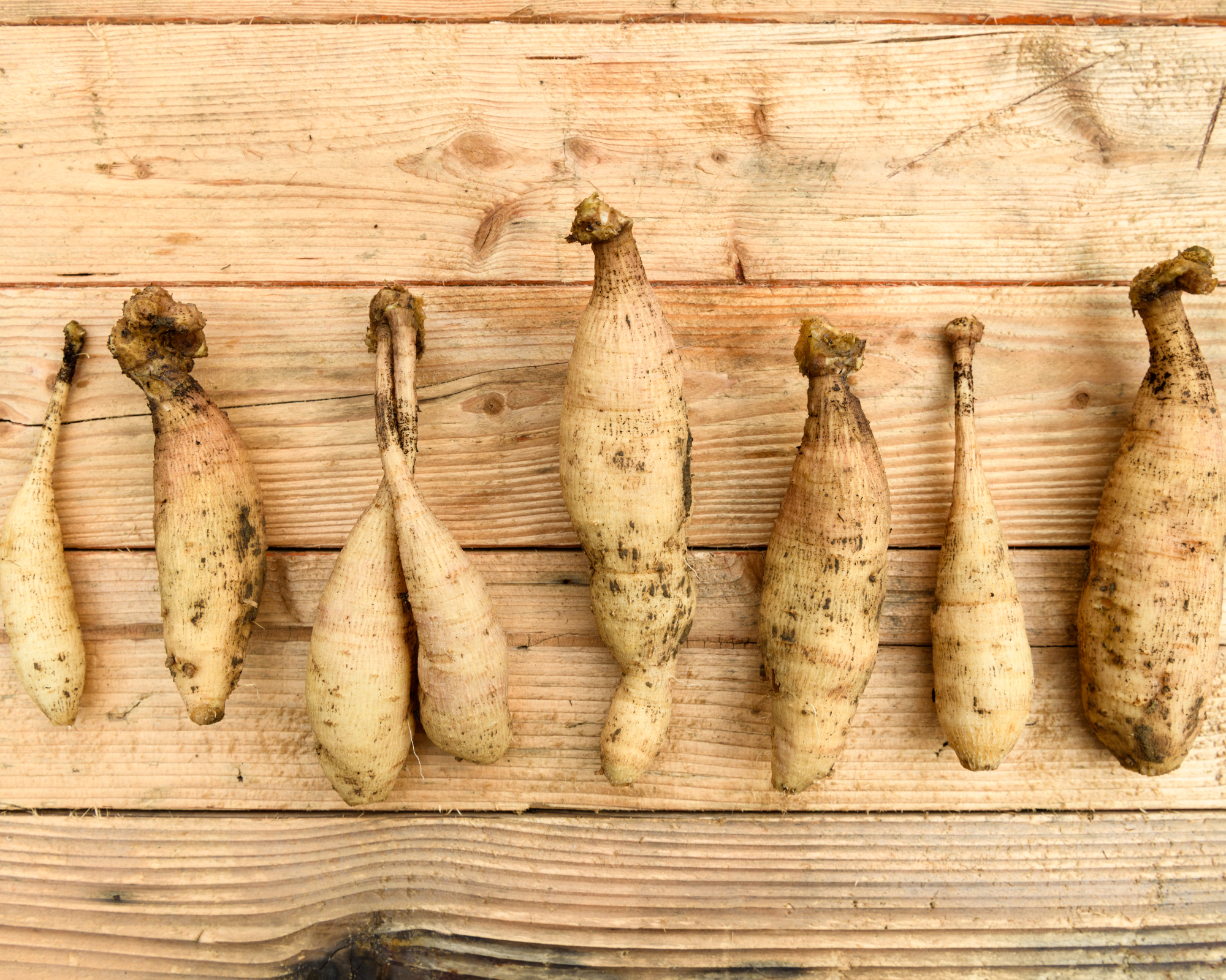dahlia tubers after dividing