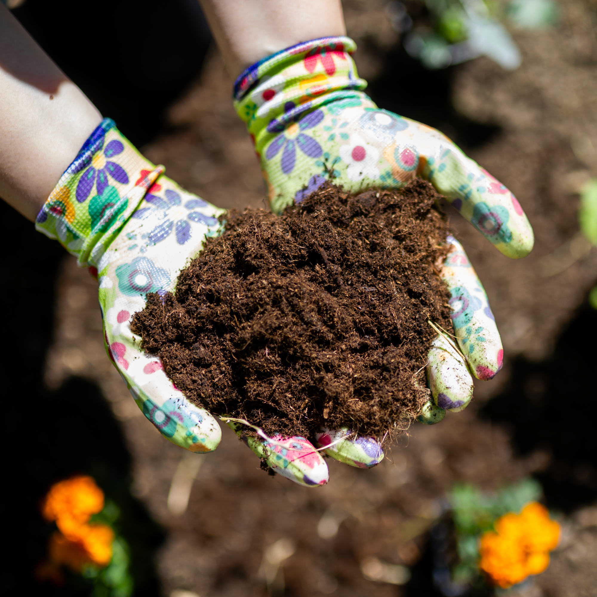 Close-up of gloved hands holding rich soil while preparing a garden bed for planting flowers in a garden