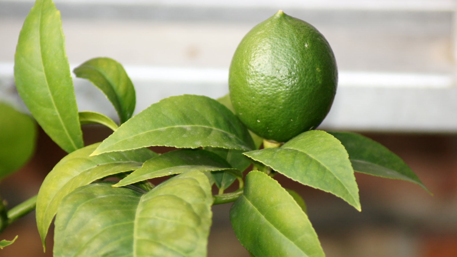 A green lime fruit ripening on a lime tree in a pot