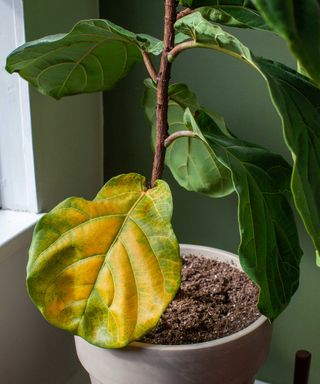 yellow leaf of fiddle leaf fig