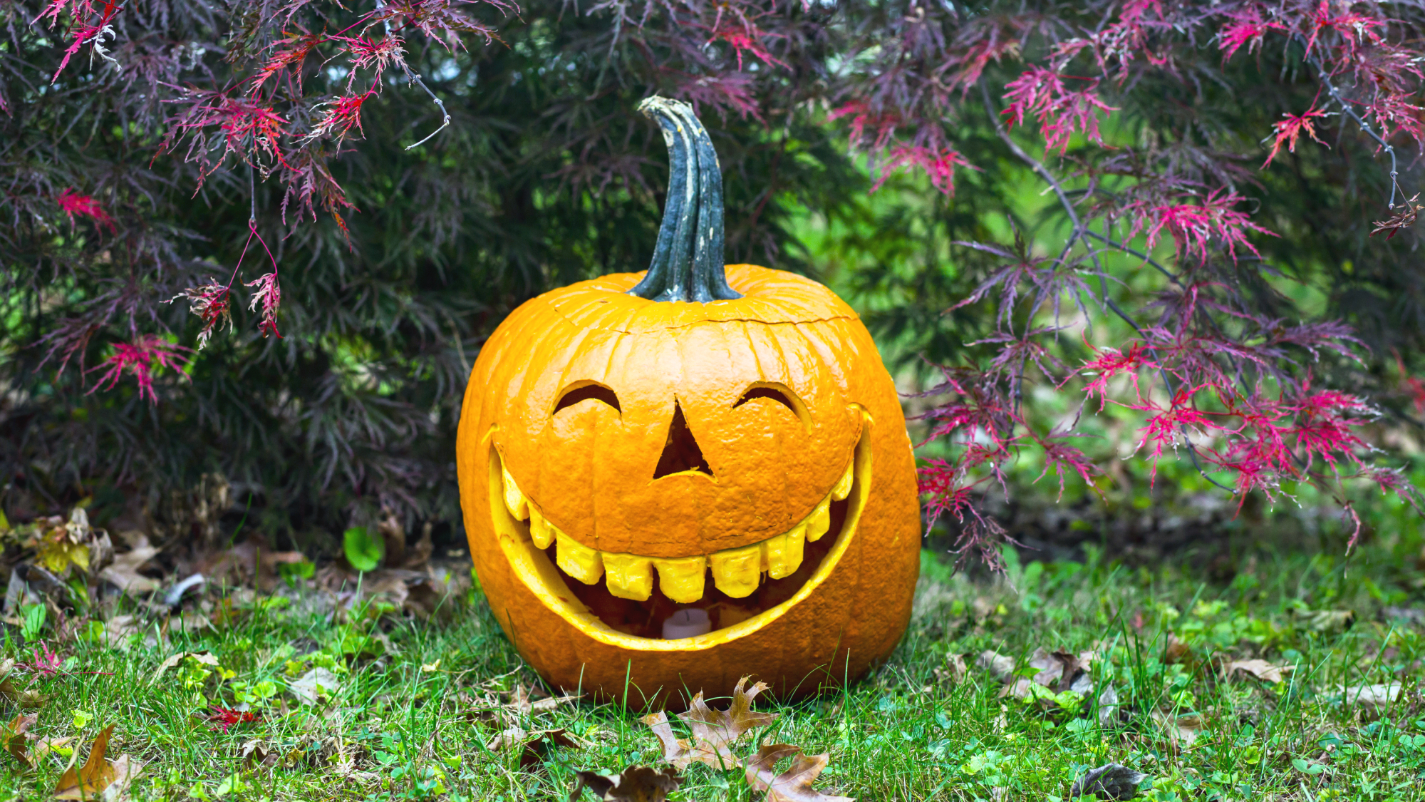 Homegrown carved jack o'lantern in a garden