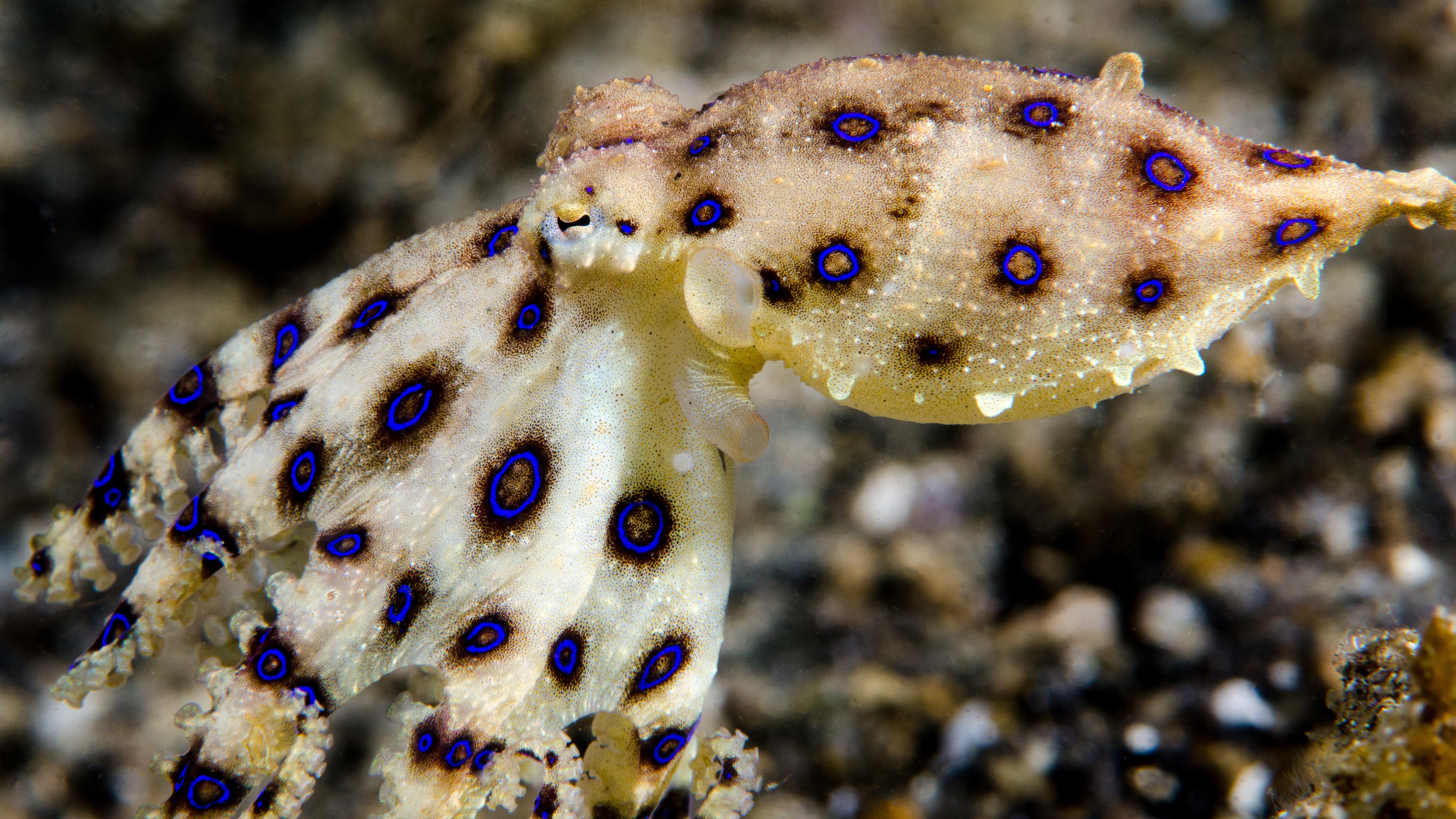 mode Concessie Komst Blue-ringed octopus, one of the most toxic animals on Earth, bites woman  multiple times | Live Science