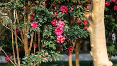 A vibrant pink Camellia sasanqua in bloom in winter