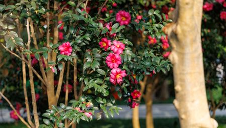 A vibrant pink Camellia sasanqua in bloom in winter