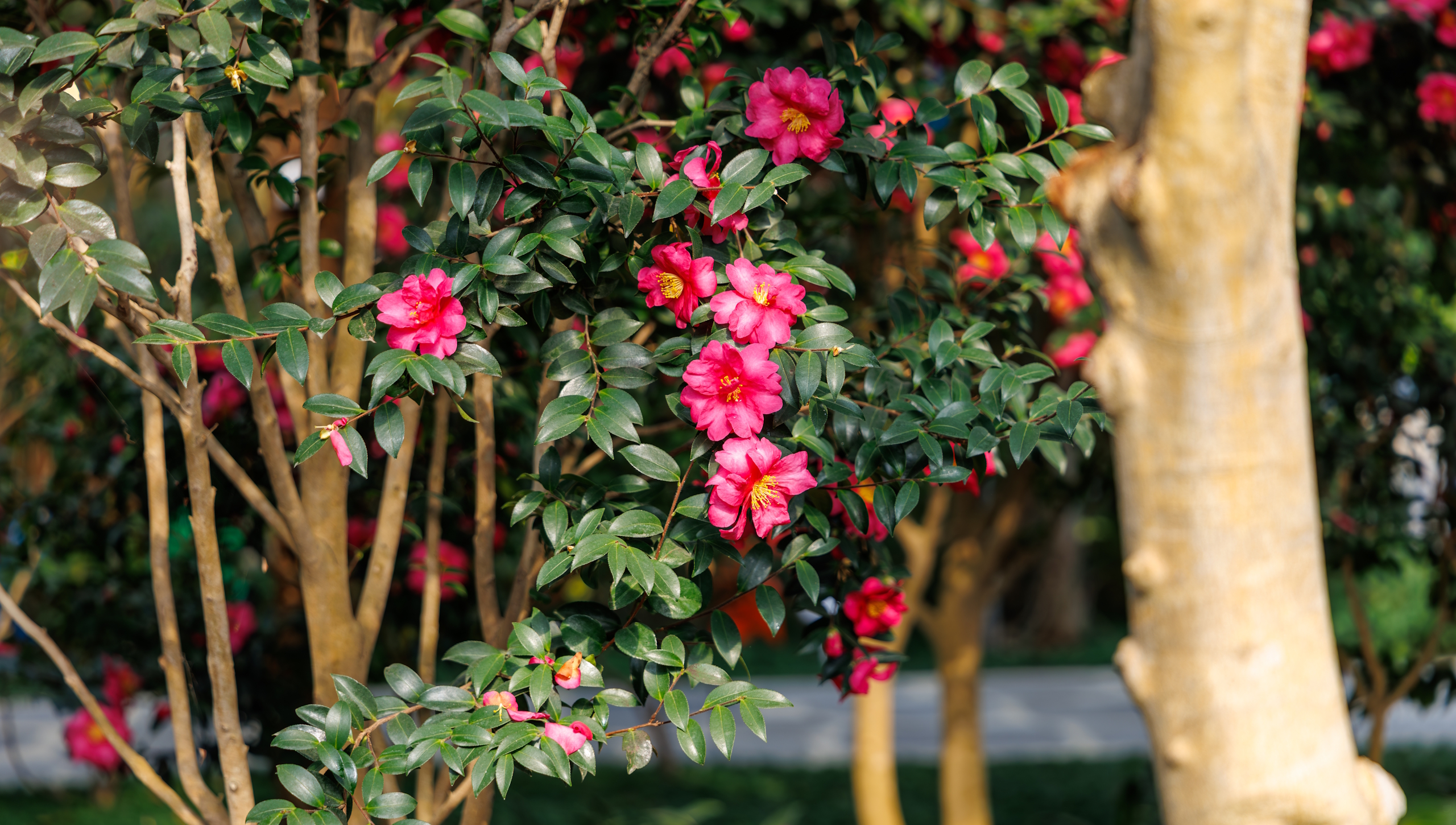 A vibrant pink Camellia sasanqua in bloom in winter