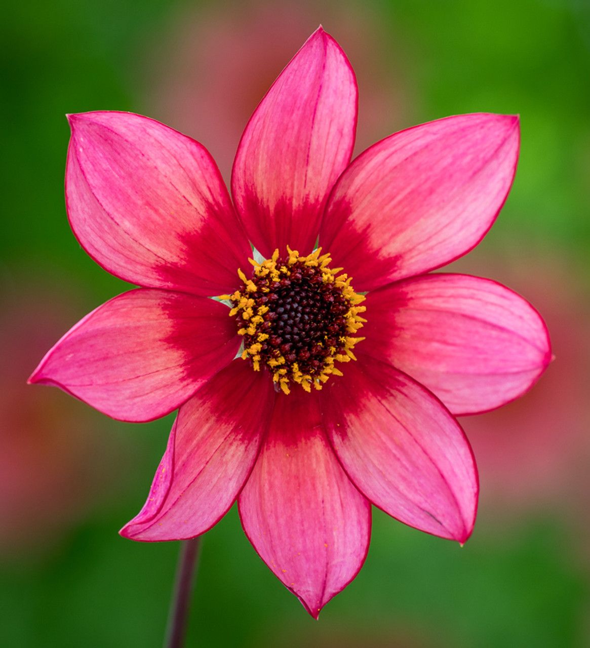 Dahlia &#039;lou Farman&#039;