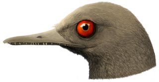 An illustration depicting Oculudentavis khaungraae, a predator with about 100 sharp teeth in its beak.