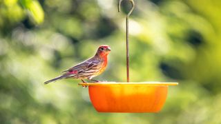 Bird eating from bird feeder outside