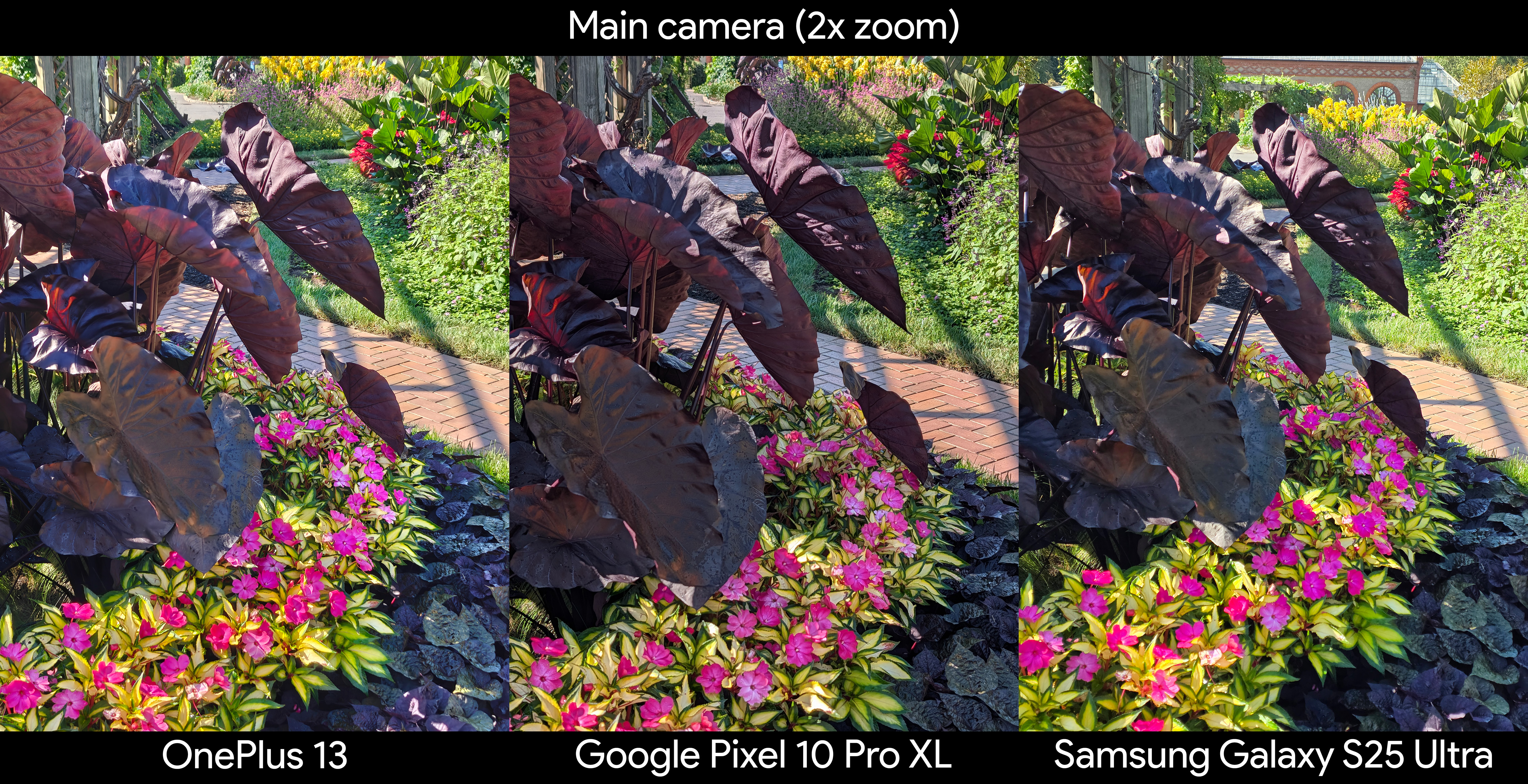 Comparing photos of colorful plants between the Google Pixel 10 Pro XL, Samsung Galaxy S25 Ultra, and OnePlus 13 at 2x zoom