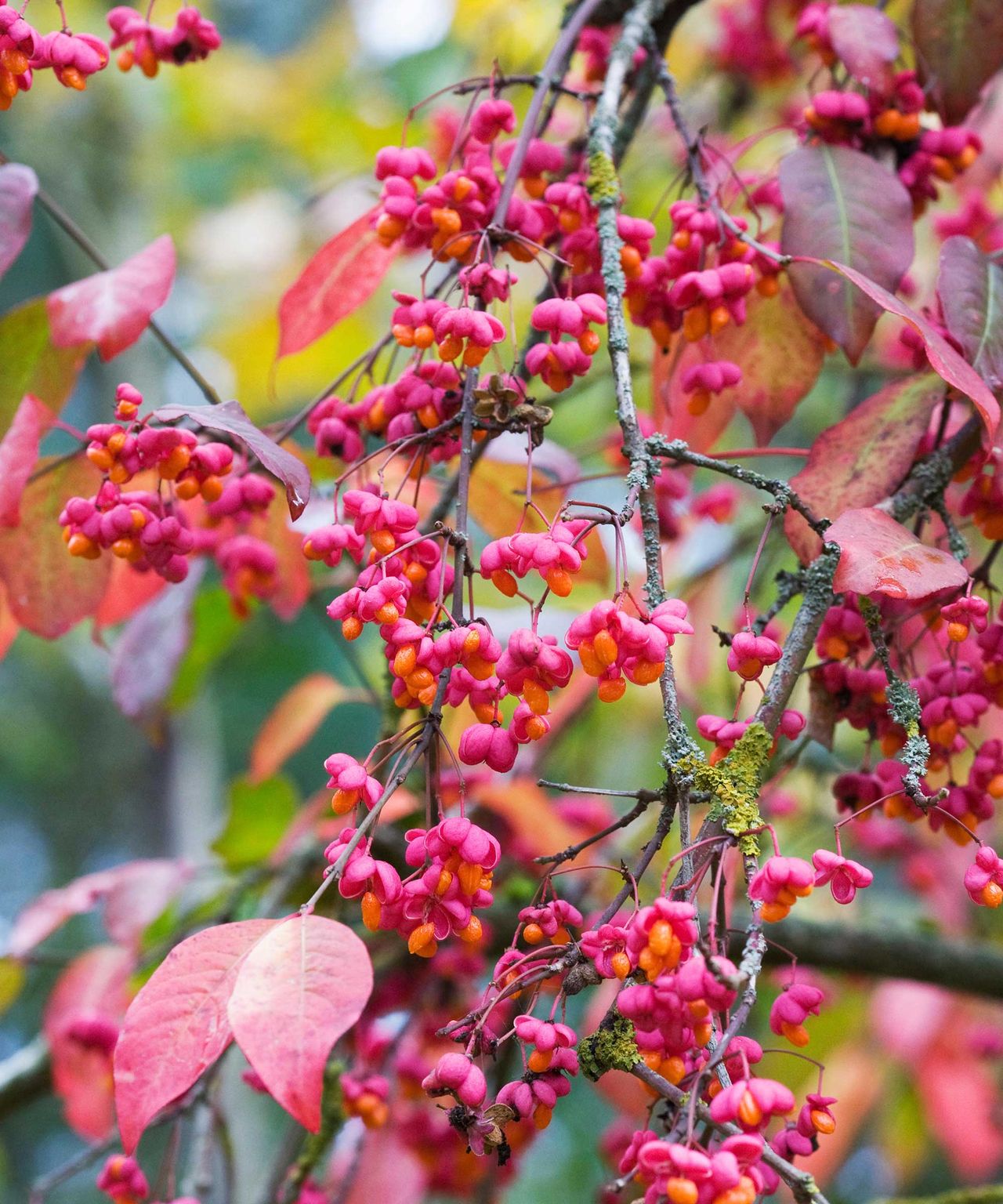 Euonymus care and growing guide expert tips Gardeningetc