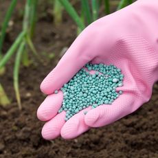 A gloved hand holds fertilizer pellets