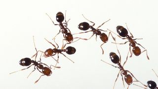 What are the world’s most dangerous ants?