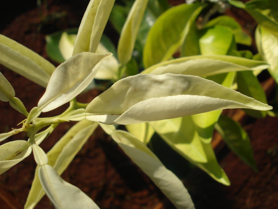 Plant Damaged By Herbicide