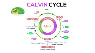 Photosynthesis involves a process called the Calvin cycle to use energy stored from the light-dependent reactions to fix CO2 into sugars needed for plant growth.