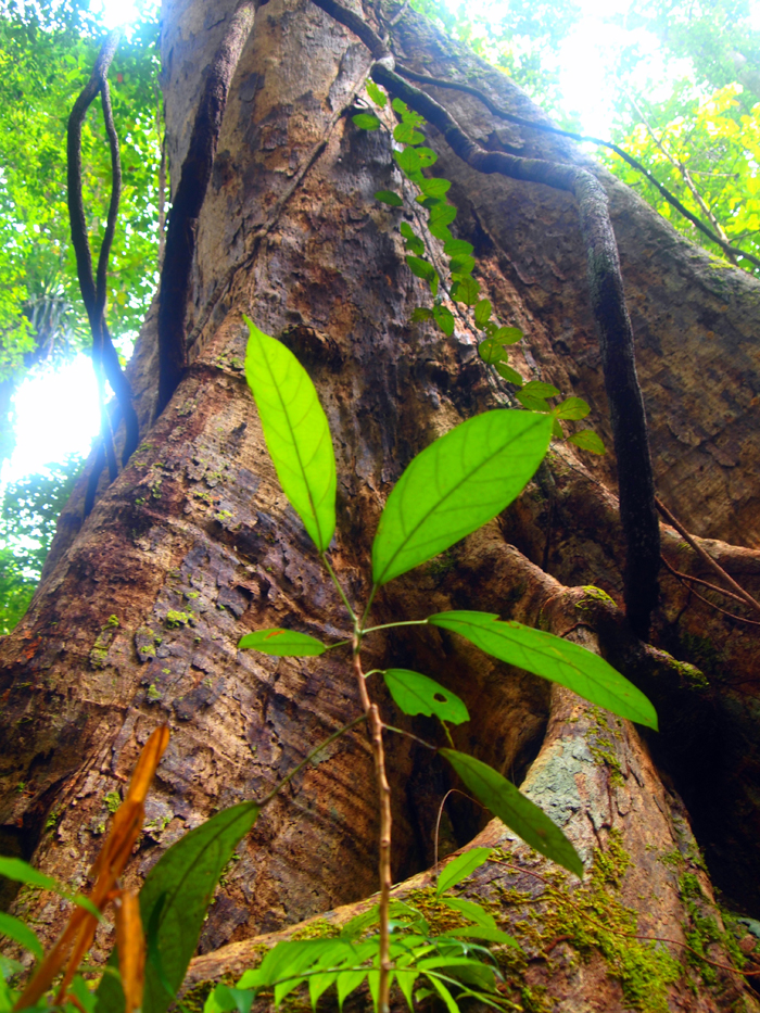 Borneo: a giant equatorial island divided by three nations: Brunei, Indonesia and Malaysia