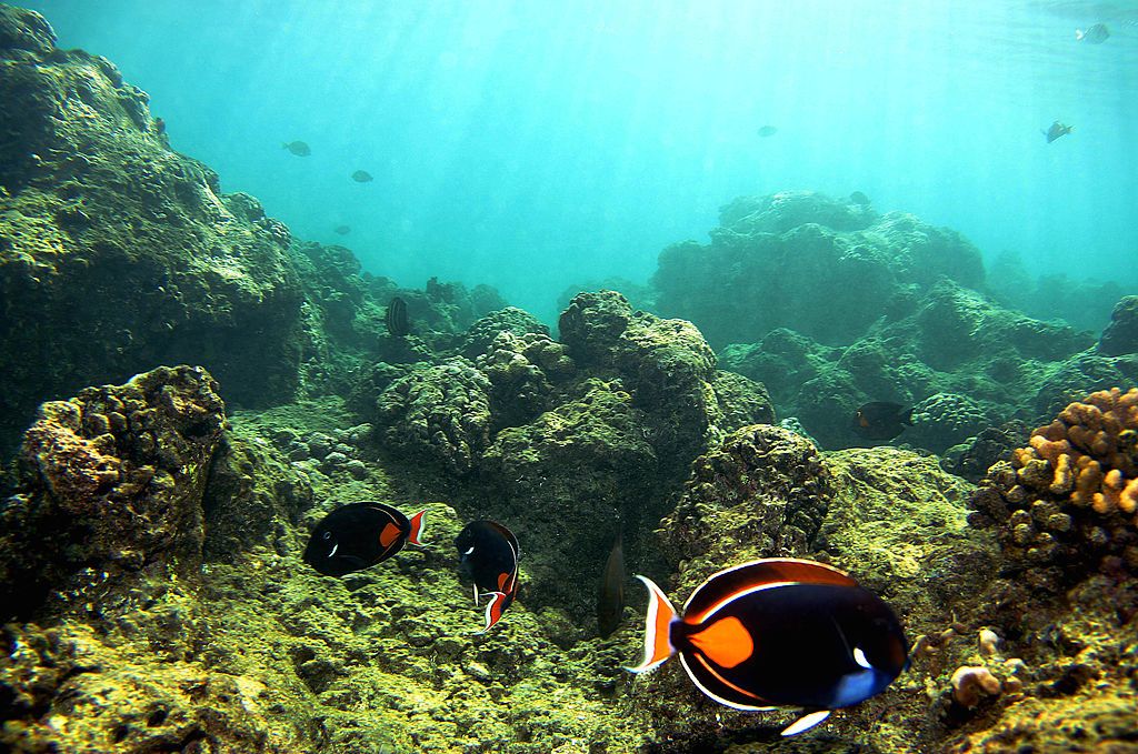 A coral reef near Honolulu.