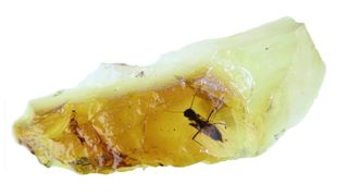 Clear yellow amber from Victoria, Australia, contains a beautifully preserved biting midge that is approximately 41 million years old.